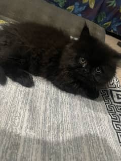 Persian kitten