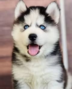 Siberian