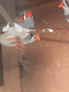 Finches