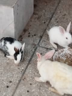 Red eye rabbit babies available for sale