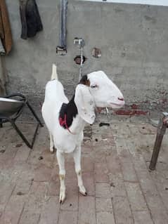 qurbani
