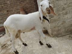 Dumba