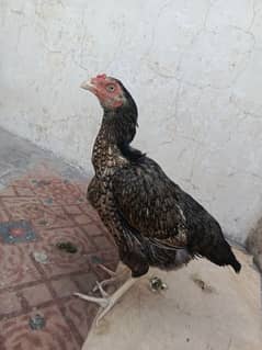 aseel mianwali hen for sale