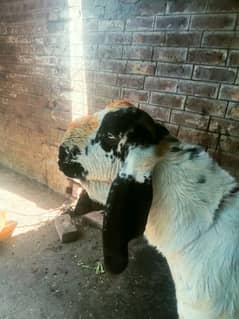 mashallah home breed.