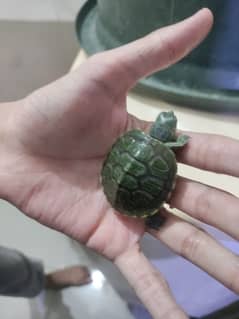 Green turtle