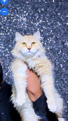 persian