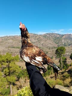 2no 12k k hien(Jisko nhi smj aye wo nah rbta kry)Aseel murgy in Kahuta