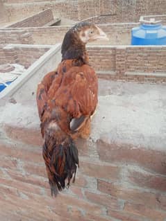 Lal mushkay chooze forsale