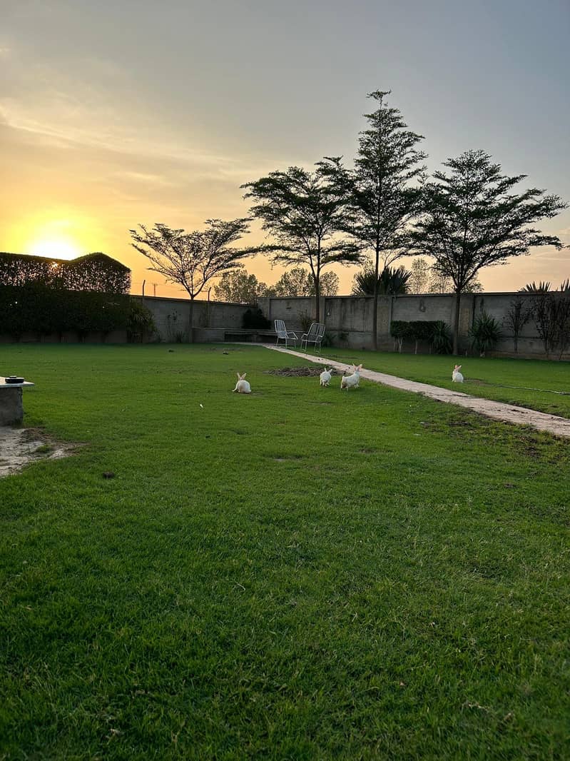 Farm House Available For Rent in Lahore Swimming Pool for Rent Lahore 17