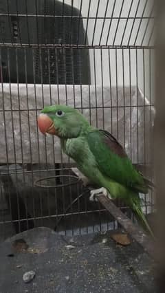 Raw Jumbo Size Parrot