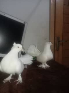 Lucky Pigeon females