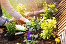 Mali ka Kam Gardener