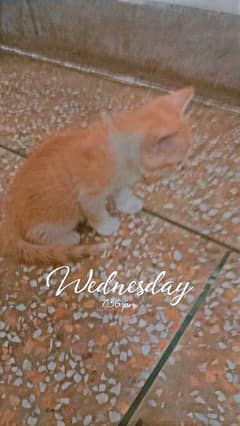female cat