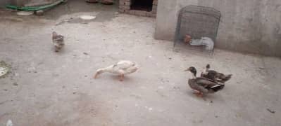2 Pair Ducks Laying Eggs