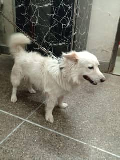 Russian dog
