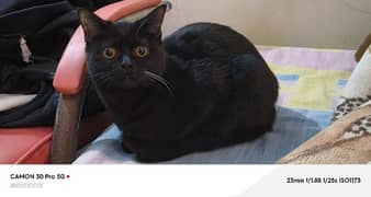 American Short hair Female Cat