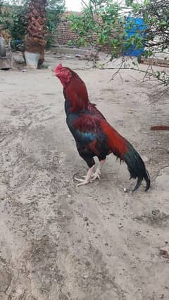 Pure aseel murga