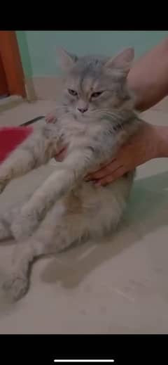 Persian cat play full and best for breed