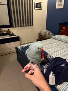 Blue ringneck