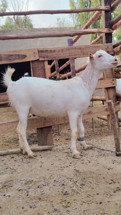 qurbani bakra bhare bakre mote bakre desi bakre 60k to150k availble