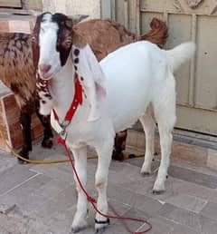 bakra