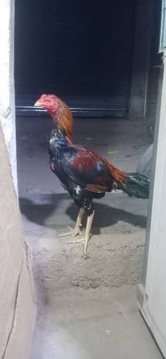 aseel