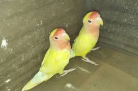 red eyes Love bird Common Lutino