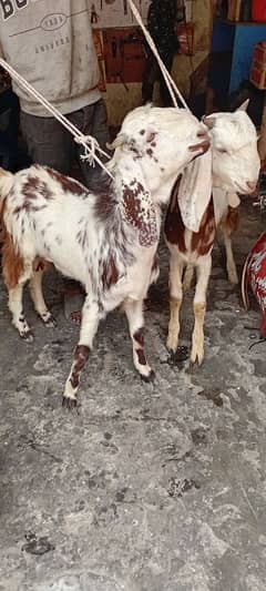 2 Bakre sindi for sell