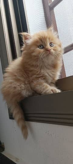 Parisian triple kittens for WhatsApp. 03463649736