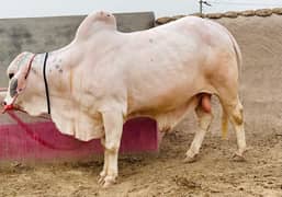 qurbani bull