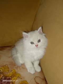 kittens