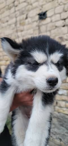selling imported pure breed puppy
