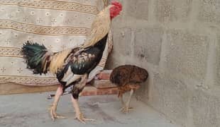 Aseel