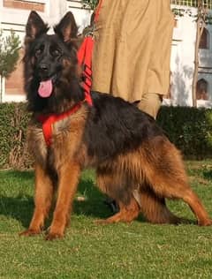 topline show class quality Gsd proper long coat female for sale
