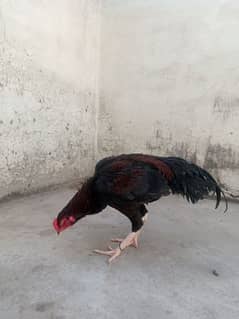 lakha mushka aseel murga for sale