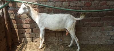 bakri