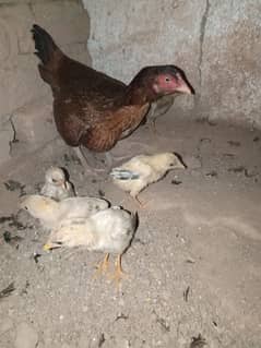 aseel madi r chicks