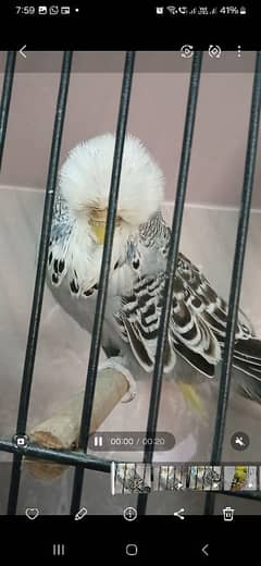 Exhibition Female for sale