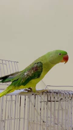 Talking and Hand Tame Raw Parrot urgent sale