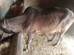 qurbani