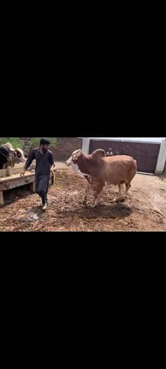 heavy bachra for sell for qurbani