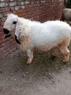 kajla chatra for sell