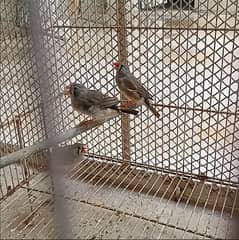 Zebra Finch