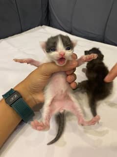12k EACH PERSIAN TRIPLE COATED MALE KITTENS,1 MONTH OLD, VERY PLAYFUL