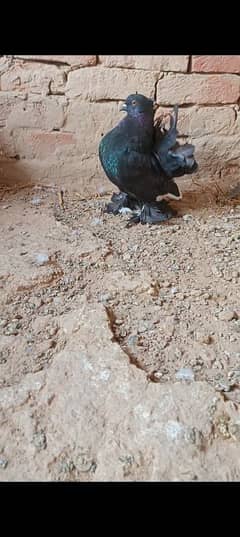 American Faintail Black Male