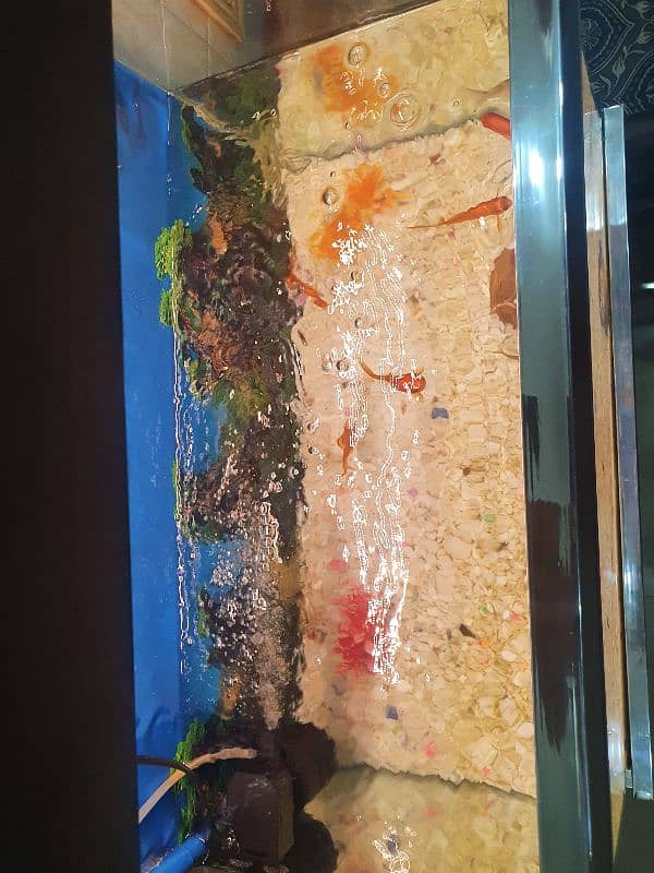 Brand new Aquarim 3