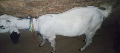 makhincheni