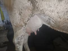 for qurbani purpose
