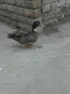 ducks