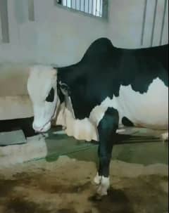 Gulabi Punjabi 2 Daant Weight 7 Mann